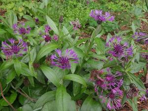 Centaurea montana ‘Amethyst Dream’
