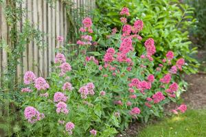 Products: Centranthus ruber – Jupiters beard