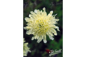 Products: Cephalaria gigantea – giant scabious