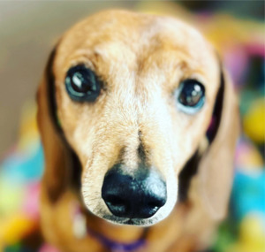 Naturopathy & Nutrition: Pets