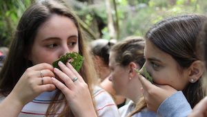 Healing Balms Workshop in Kerikeri