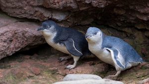 Evening Penguin Tour in Akaroa