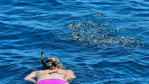 Products: Whangarei Heads Cruise & Snorkel