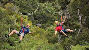 Zipline & Native Forest Experience on Waiheke Island