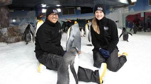 Products: Penguin Passport Encounter in Auckland