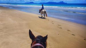 Products: Guided Horse Treks on Uretiti Beach