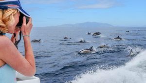 Products: Auckland Whale & Dolphin Safari