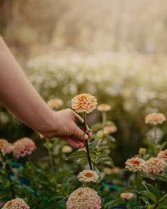 Products: 3-Month Flower Subscription NZ Sweet Stems Florist