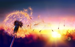 Products: OUR LIFE IS A HARVEST, BUT FOR WHO AND FOR WHAT? - B Prior