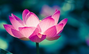 Products: THE RESURRECTION OF THE TRUE LOVELIGHT-BODY - B Prior