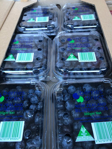 Fresh Blueberry Berries Direct