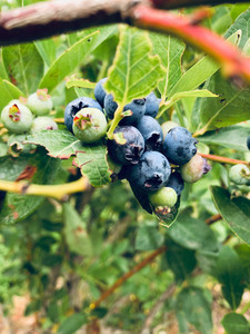 Products: Frozen Blueberry (FreeFlow) Berries Direct