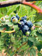 Frozen Blueberry (FreeFlow) Berries Direct