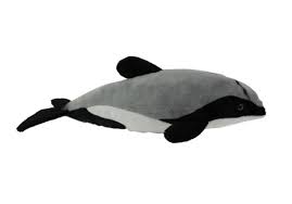 Aurora: Hector Dolphin with Sound - Antics