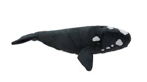 Southern Right Whale with Sound