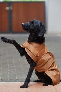 Dog Coat Softshell Platinum 23