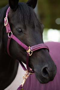 Headcollars Leadropes: Eskadron Satin Jewel Double Pin Headcollar Heritage 23