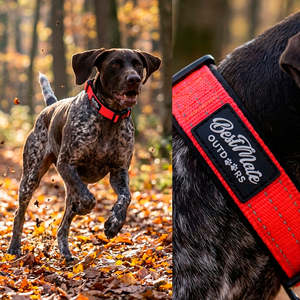 Outdoors Reflective Collar