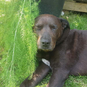 Globo Basis Collection: Pet Kinesiology Session