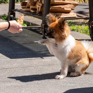 Products: Doggy Biltong – Chicken Tenders 150g