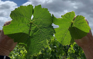 Products: Organic Foliacin