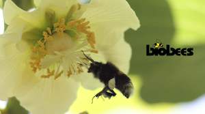 Products: Turbo Bumblebee Hive - Available in Spring (or on 2 week request)