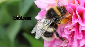 Products: Garden Bumblebee Hive
