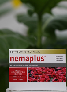 Products: nemaplus® for Fungus Gnat & Thrips Control