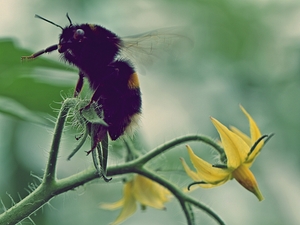 Bumblebees for Pollination