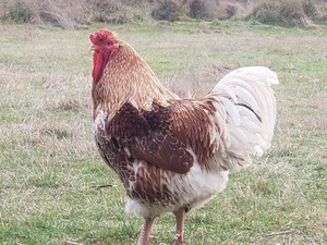 Products: Poultry-Defender for Red Fowl Mite Control