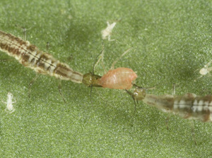 Products: Tasman Lacewing for Aphid Control