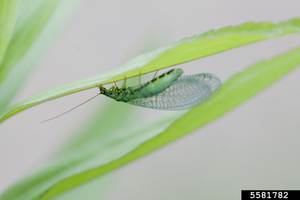 Products: Lacewing-Force (Green lacewing) for Aphid, Mealybug and General Pest Control