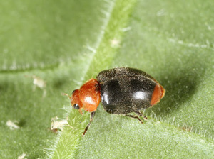 Products: Cryptolaemus Ladybird for Mealybug Control