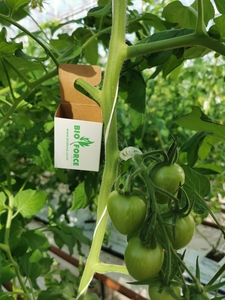 Products: Bioforce Release Box (BRB)