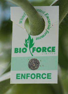 Enforce for Whitefly Control