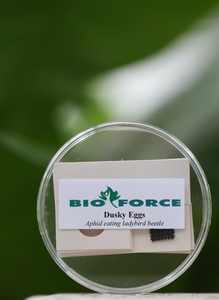 Dusky Ladybird a Generalist Predator (EGGS)