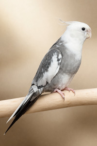 Bird Barn Pet
