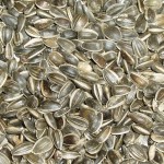 Products: Topflite Striped Sunflower 16kg Bird Cages NZ