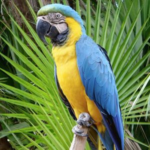 Products: Hand Reared Blue & Gold Macaw Babies Bird Cages NZ