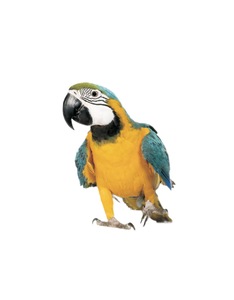 Products: 2 Adults & 1 Child Pass – The Parrot Place