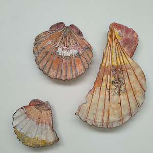 Scallop Shell Triptych