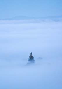 Medium: Tree of Eden