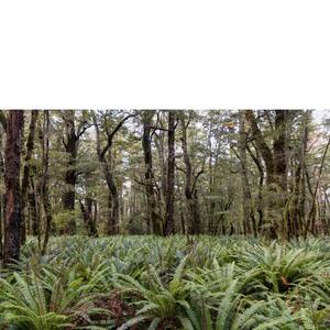 Photographic Canvases: Fern Forest