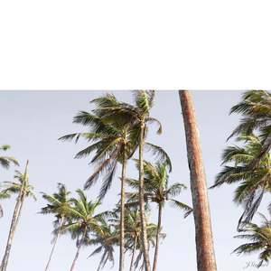 Trade Winds