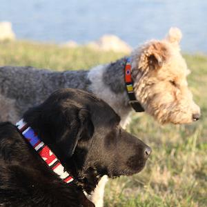 Pets: Kenyan Beaded Dog Collar