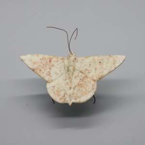 Stone Sculpture: Stone Butterfly
