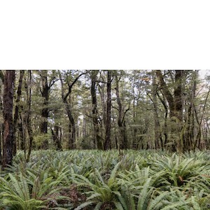 Photographic Canvases: Fern Forest