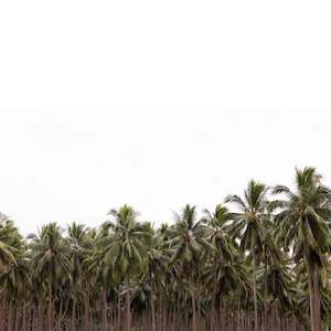 Coconut Forest #2