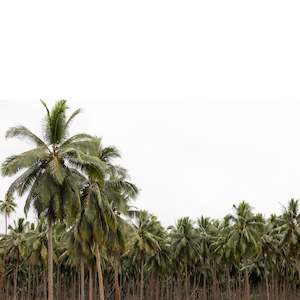 Photographic Canvases: Coconut Forest