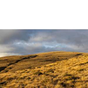 Photographic Canvases: Tussock Country